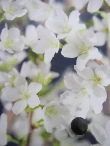 Geschlitzte Kirsche Yamadei von Baumschule