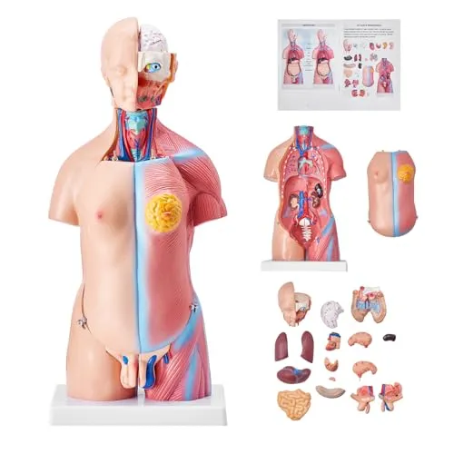 VEVOR 45cm Unisex Torso Anatomie Modell PVC Menschlicher Körper Modell Anatomie Modell Torso mit 23 Teile für Medizinstudenten Ärzte und Lehrer Hautfarbe
