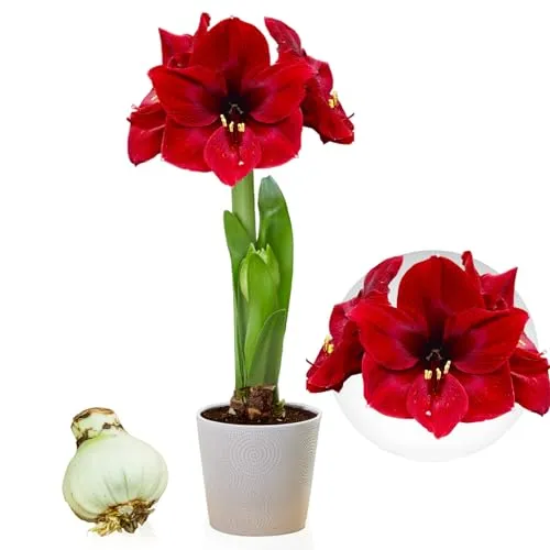 Amaryllis Zwiebel Dark Passion in rot von DUTCH BULBS EXCLUSIVE PLANTS FROM HOLLAND