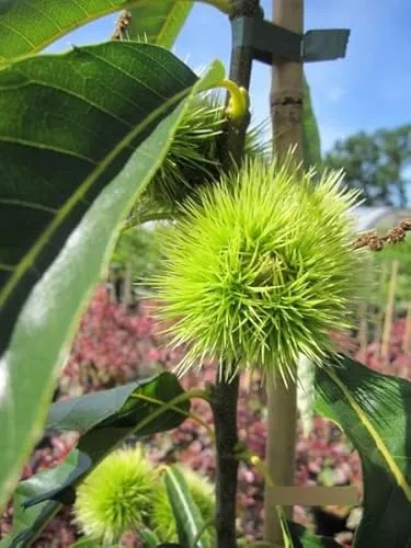 Esskastanie Ecker von Baumschule