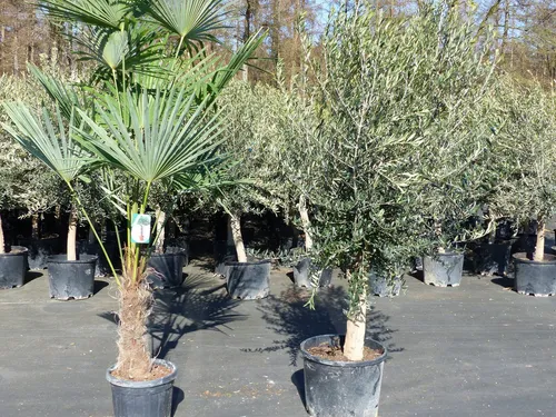 Olivenbaum 20J 180 - 220 cm St.20-30 + 20L Palme St.40 - 60 cm im Set - Künstliche Pflanzen: Hochwertiger Olivenbaum und winterharte Trachycarpus Palme im Set, ideal für Garten oder Terrasse, bringt mediterranes Flair.