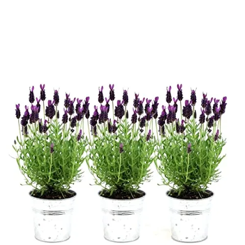 Plants by Frank | 6 Französischer Lavendel Pflanzen im Dekotopf 'Old Look' | Schopflavendel | 6 x Lavandula Stoechas Anouk® 13 cm Topf