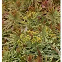 Produktbild Busch Wolfsmilch Ascot Rainbow - Euphorbia martinii