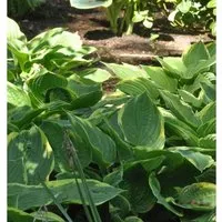 Produktbild Goldrandfunkie - Hosta fortunei