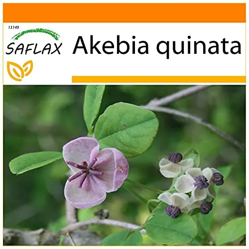 SAFLAX - Garden in the Bag - Schokoladenwein - 10 Samen - Mit Anzuchtsubstrat im praktischen, selbst aufstellenden Beutel - Akebia quinata