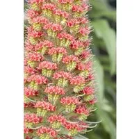 Echium Russicum Roter Natternkopf Ca. 9x9 cm Topf