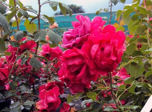 Produktbild Ramblerrose Paul`s Scarlet Climber Containerrosen im großen 7,5 Liter TopfL8