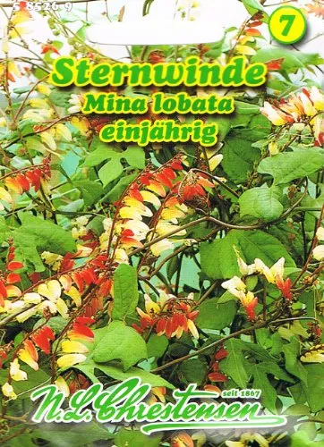 Sternwinde Winde orange bis gelb 'Quamoclit lobata *' lang blühende Schlingpflanze Kletterpflanze