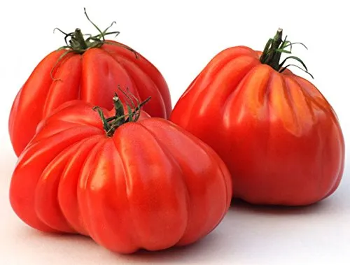 Tomate Ochsenherz