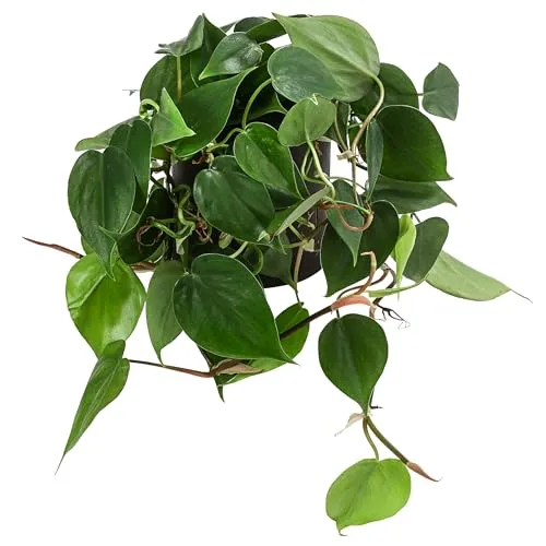 Dehner Baumfreund, Philodendron scandens, in Hydrokultur, 20-30 cm inkl. Pflanztopf, Ø Topf 12 cm, Zimmerpflanze