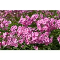 Phlox amplifolia 'Minnehaha' - Rosa Flammenblume im Topf - Die rosa Flammenblume 'Minnehaha' begeistert mit üppigen Blütenrispen und ist ideal für Beete und Kübel. Robust und pflegeleicht, sorgt sie von Juli bis September für farbenfrohe Akzente im Garten.