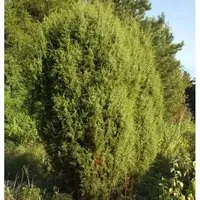 Produktbild Gemeiner Wacholder 100-125cm
