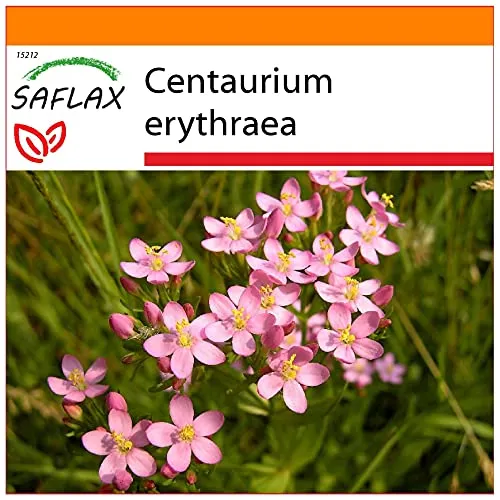 SAFLAX - Garden in the Bag - Heilpflanzen - Tausendgüldenkraut - 250 Samen - Mit Anzuchtsubstrat im praktischen, selbst aufstellenden Beutel - Centaurium erythraea