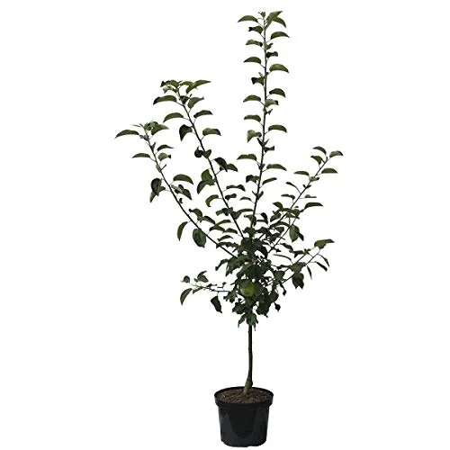 Bäume Rot von Grüner Garten Shop