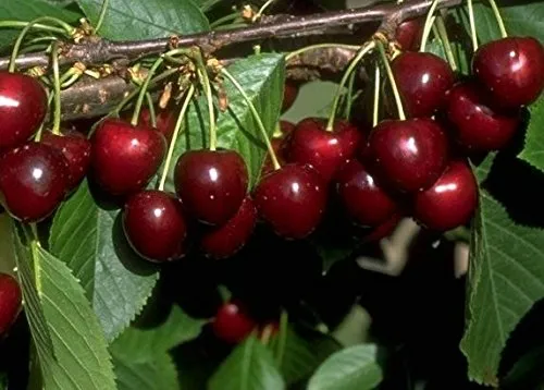 Große schwarze Knorpelkirsche - Süßkirsche Buschbaum, 120-140cm - Obstsamen & -pflanzen, kleinbleibender Buschbaum mit hohen Erträgen und süßem, wohlschmeckendem Fruchtfleisch, ideal für kleine Gärten.