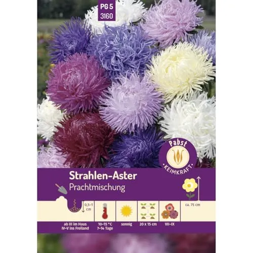 Pabst Keimkraft - Strahlen - Aster Prachtmischung Samen - 173160
