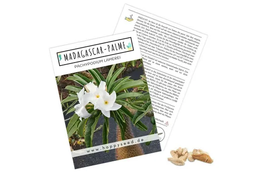 HappySeed Blumensamen Exotische Kakteen Samen mit hoher Keimrate - Madagascar-Palme, Kakteen