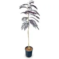 Produktbild Sunny-Tree Schlafbaum Albizia Julibrissin Summer Chocolate 150 cm Winterharter Baum mit Rosa Blüte Seidenakazie