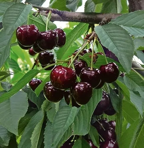 Kirschbaum `Swing´ - Selbstfruchtbare Süßkirsche, 120-140cm - Obstsamen & -pflanzen, robuste Sorte mit früher Reifezeit für madenfreien Genuss und regelmäßig hohe Erträge.