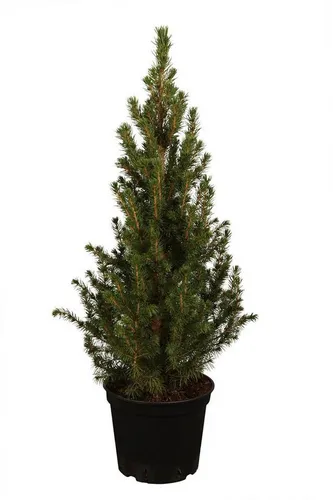 Zuckerhutfichte Picea glauca ‘Conica’ – Immergrün & Kegelform - Die Zuckerhutfichte Picea glauca ‘Conica’ überzeugt mit ihrer dichten Kegelform und frischen, zarten Nadeln. Ideal als Zierstrauch für Vorgärten oder als Kübelpflanze auf Terrassen.
