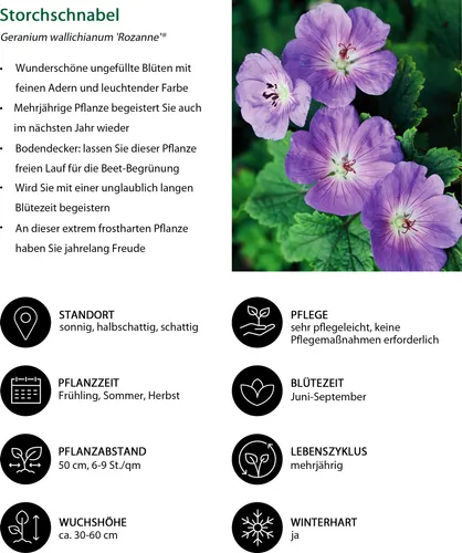 Dehner Bio Stauden-Set Lange Blüte – 18 Pflanzen für Ihren Garten - Entdecken Sie das 18-teilige Bio Stauden-Set Lange Blüte für sonnige bis halbschattige Standorte. Ideal für ein blühendes Beet von Mai bis September, robust und pflegeleicht. Verleihen Sie Ihrem Garten einen floralen Charme!