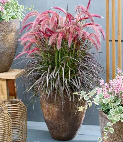BALDUR Garten Lampenputzergras 'Tiny Tails®' – Kompakte Zierpflanze mit üppiger Blüte - Das Lampenputzergras Tiny Tails® bietet mit seinem dunkelroten Laub und kirschroten Blütenähren einen dekorativen Akzent. Ideal für Steingärten und Kübel, pflegeleicht und trockenheitsresistent.