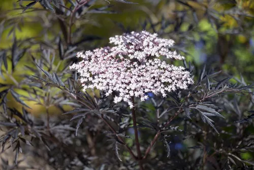 Sambucus nigra 'Black Lace' - Schwarzer Holunder mit tiefrosanen Blüten - Hecken & Sträucher: Pflegeleichte, winterharte Pflanze, die Bienen und Schmetterlinge anzieht. Ideal für sonnige Standorte und Rabatten, bietet eine individuelle Entwicklung und ist perfekt für Gartenanfänger.
