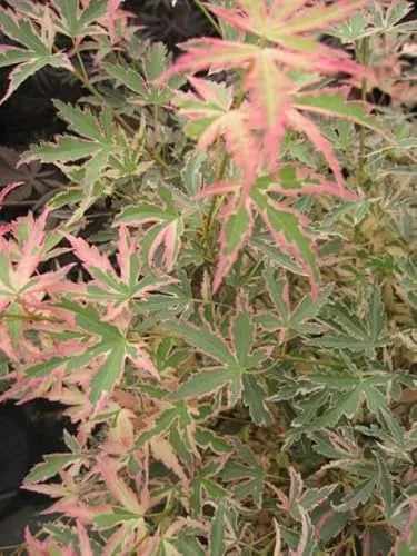 Ahorn palmatum Taylor von Baumschule