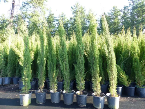 Toskana Zypresse Totem 190-220 cm - Winterharte Säule - 7x Toskana Zypresse 'Totem' (Cupressus sempervirens) - ideal für Garten oder Kübel. Absolut winterhart bis -20°C, verleiht Ihrem Außenbereich ein elegantes Flair.
