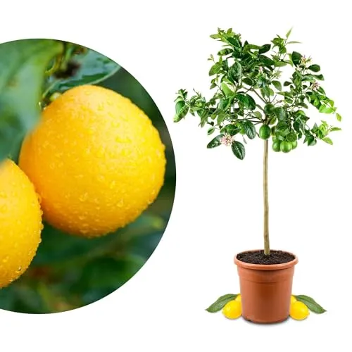 Meyer-Zitrone in grün von Meine Orangerie