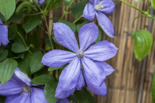 Pflanzen für Dich Kletterpflanze Clematis Hybride Mrs.Cholmondeley, 1 St., Clematis, Waldrebe, blauviolett, langblühend