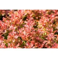 Berberis thunbergii 'Coral' - Zierstrauch für jeden Garten - Attraktiver Zierstrauch mit kompaktem Wuchs, der ganzjährig Farbakzente setzt. Ideal für Hecken oder als Solitär, pflegeleicht und winterhart.