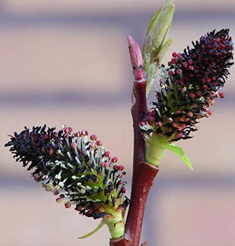 Hochstamm Schwarze Kätzchenweide 60-80cm in schwarz von Baumschule