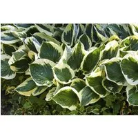 Hosta X Fortunei Stenantha Funkie Ca. 11x11 cm Topf