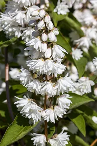 Deutzia scabra 'Plena' 9 cm Topf - Raue Deutzie, gefüllte weiße Blüten, Blütezeit Mai-Juni, ideal für Hecken und Rabatten, pflegeleicht und winterhart
