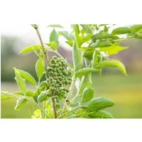 Sambucus nigra 'Obelisk', Schwarzer Holunder, 40–60 cm - Blumen & Stauden – Säulenförmiger Schwarzer Holunder mit duftenden Blüten und aromatischen Früchten, ideal für Garten und Kübel, robust und pflegeleicht.