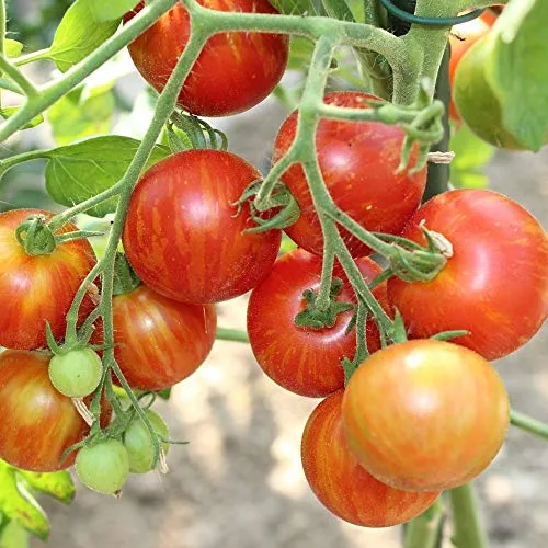 Tigerella Tomatensamen