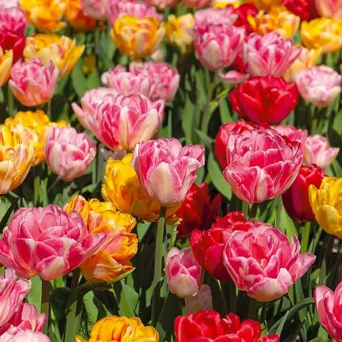Bloomique - 20er-Mix - Tulipa Double Mix - gefüllte Blumen - Tulpenzwiebeln - Farbmischung - Blumenzwiebeln - Frühlingsblüte - mehrjährige Pflanzen - wird bis zu 35-40 cm groß