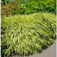 Produktbild Japan Goldbandgras - Hakonechloa macra