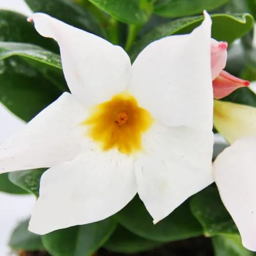 Dipladenia - Chilenischer Jasmin - 10cm Topf - Weiße Blüten - Schöne Dipladenia im 10 cm Topf, ideal für Balkon oder Garten. Dekorative weiße Blüten sorgen für ein ansprechendes Ambiente. Perfekt für Pflanzenliebhaber, die das Besondere suchen.