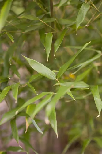 Pflanzen für Dich Bisset-Bambus Phyllostachys bissetii, 1 St., dekorativ und windfest - Der Bisset-Bambus Phyllostachys bissetii ist ein immergrünes Ziergras, ideal als Sichtschutz oder Solitärpflanze. Seine robusten, grünen Halme und das dichte Laub sorgen ganzjährig für eine ansprechende Optik im Garten.