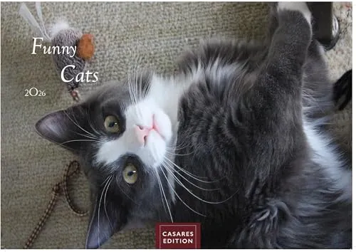 Funny Cats Kalender 2026 – Wandkalender | Fotokalender Tierkalender 24x35cm - Witziger Katzenkalender