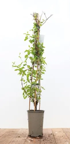 Lonicera japonica 'Halliana' 60–100 cm – Winterhart, Mehrjährig, Pflegeleicht – Japanisches Geißblatt – Kletterpflanze für Pergola & Rankhilfe
