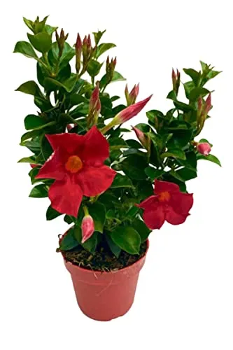 Produktbild Dipladenia Sundaville, mediterrane Kletterpflanze, Rot im 13 cm Topf