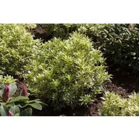 Pieris japonica 'Variegata'