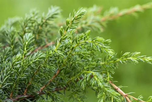 Pflanzen für Dich Konifere Juniperus squamata 'Holger' – Blauer Zwergwacholder - Der Juniperus squamata 'Holger' ist ein kompakter, immergrüner Zierstrauch mit auffälligem Farbspiel. Ideal für Vorgärten, Steingärten und als pflegeleichte Kübelpflanze. Winterhart und trockenheitsverträglich.