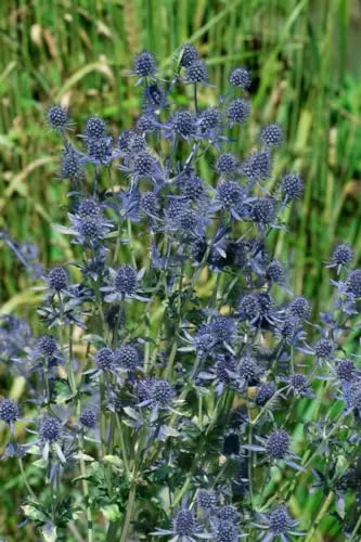 Eryngium planum 'Blue Hobbit' 9x9 cm Topf – Winterhart, Mehrjährig, Pflegeleicht – Flachblatt-Mannstreu – Staude für Beet & Steingarten