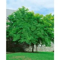 Cladrastis Lutea Gelbholz 150–175 cm - Eleganter Blütenbaum für anspruchsvolle Gärten. Die duftenden Blütentrauben und die goldgelbe Herbstfärbung machen ihn zum Blickfang. Ideal für sonnige Standorte und als Solitärpflanze.