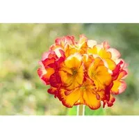 Primula Veris Schlüsselblume Sunset Shades Ca. 9x9 cm Topf