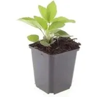 Produktbild Exotenherz Zierstaude Sonnenhut Rudbeckia Fulgida Goldsturm 9cm Topf Set mit 12 Pflanzen